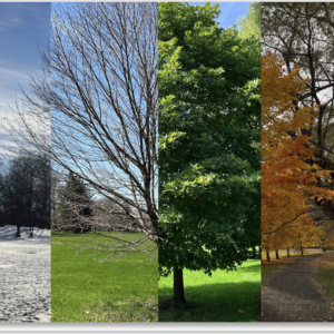 Winter Solstice Seasons Greeting Card